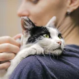 Кошка Булочка ищет дом 4