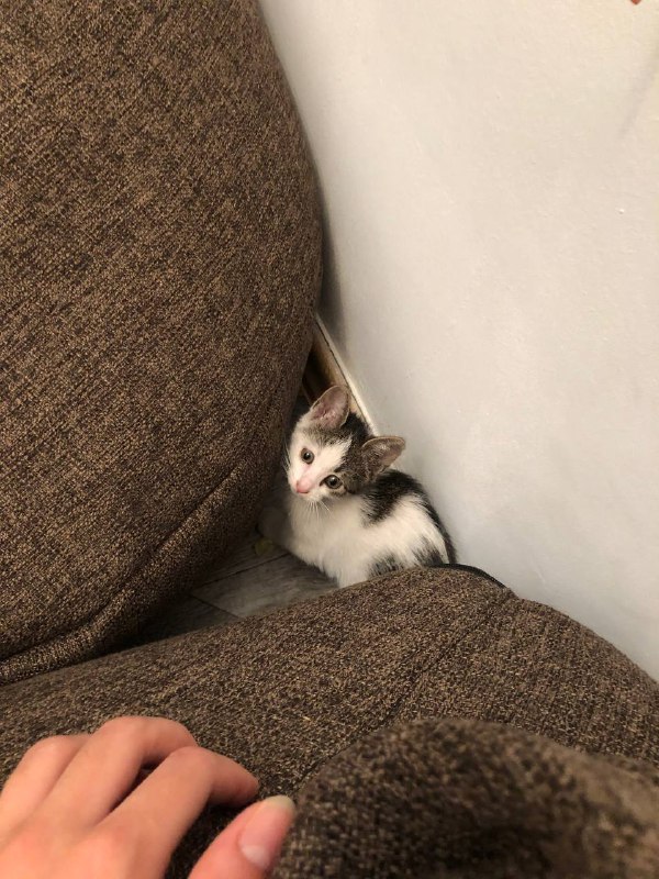 Котёнок Валькирия для дома 2