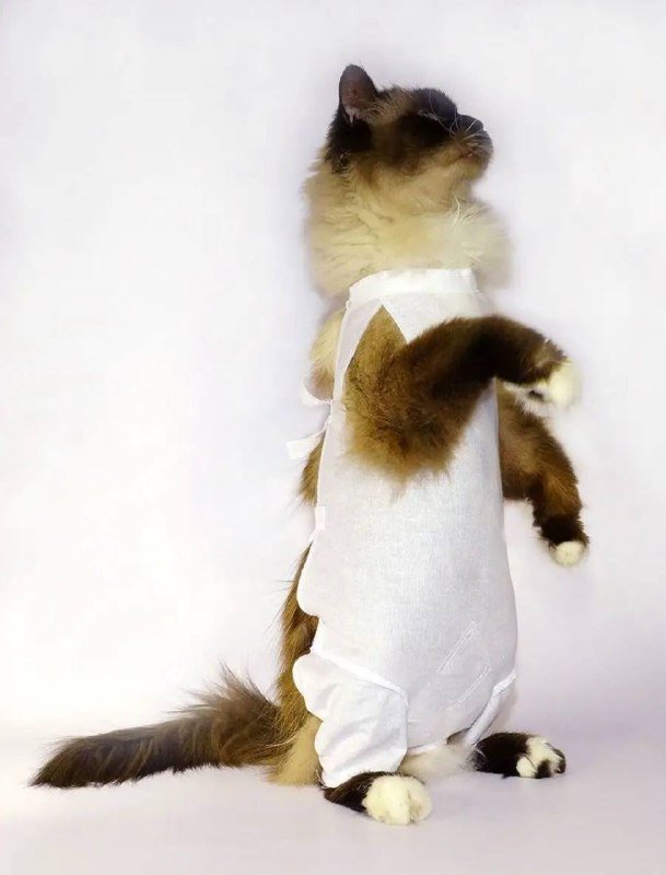 Послеоперационная попона для кошек 3