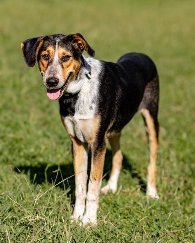 Мальчик Бейли собака