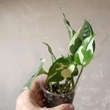 Редкие сортовые комнатные растения и цветы 6