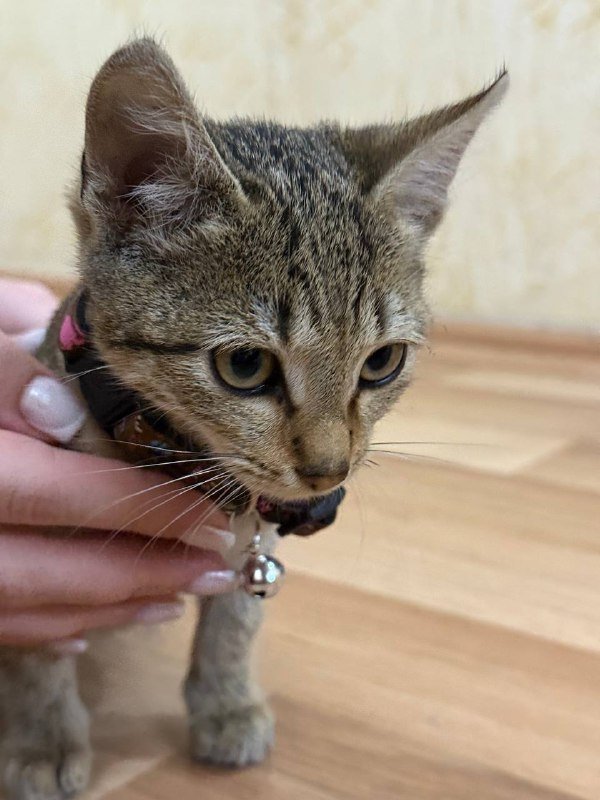 Кошка в добрые руки 4