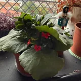 Каланхое, каланхое ворсистое 1