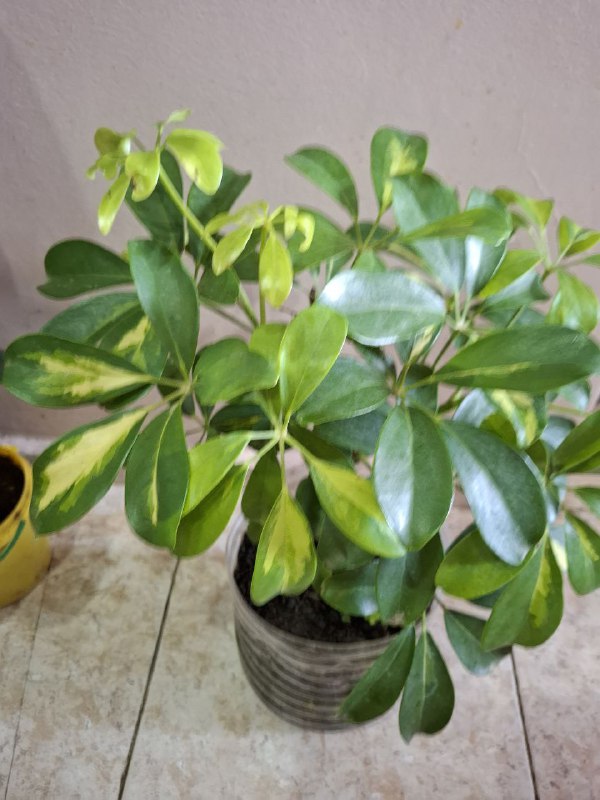 Папоротник, фикус, строманта, традесканция, монстера, косая монстера мини 9