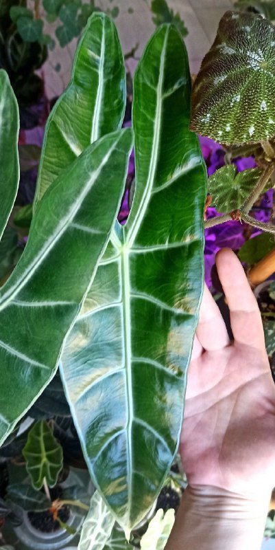 Клубни алоказий Лонгилоба, Нобилис, Жаклин