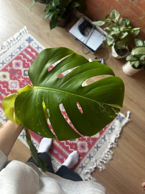 Ростки монстеры Альба 4