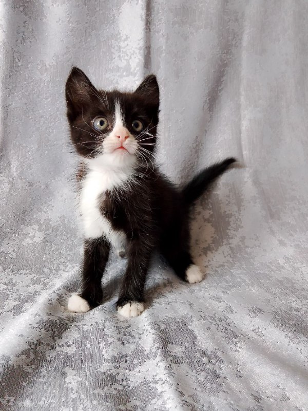 Котята черно-белые для дома, сестрёнки Марси и Леди 3