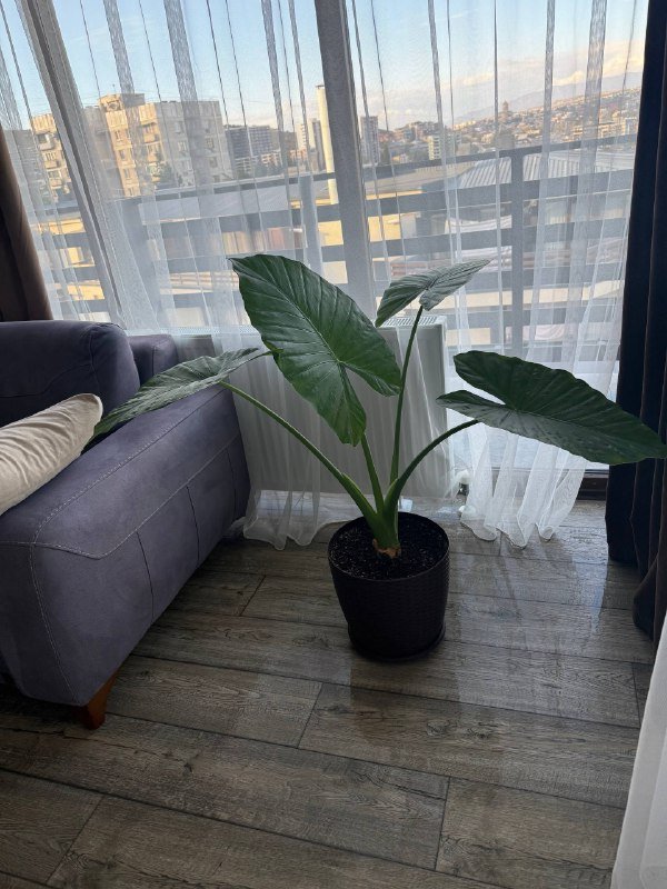 Алоказия крупнолистная большая, маленькая 3