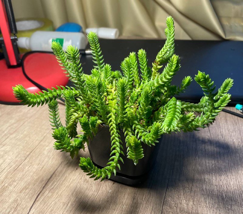 Суккулент домашнее растение