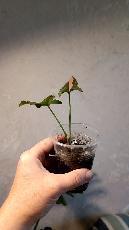 Растения: Циссус триколор, Сингониум, Фикус Мелани 6