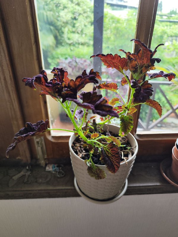 Колеус по 15 лари 2