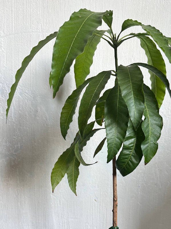 Дерево манго 80см в высоту 2