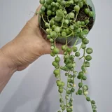 Комнатные растения, суккуленты, каллизия, крестовник, кислица 4