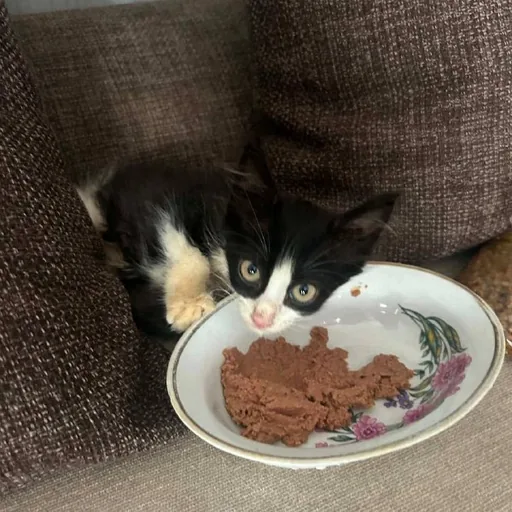 Котенок на передержку