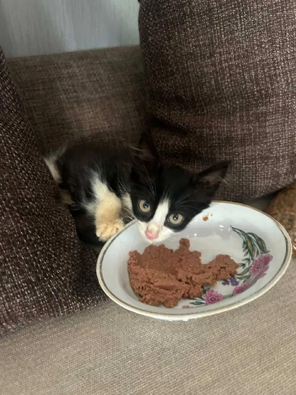 Котенок на передержку