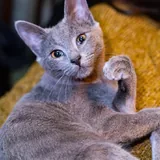 Русский голубой котёнок Грогу 3
