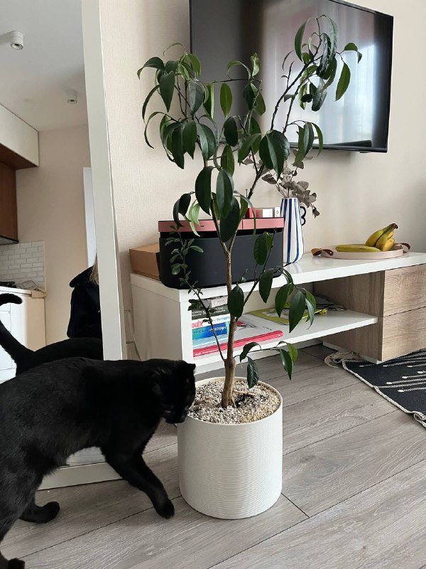 Кумкват в керамическом горшке, Фикус в керамике