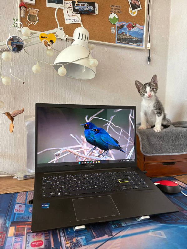 котенок Чупа ищет семью 2