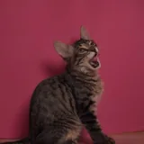 Котёнок Маршалл 4