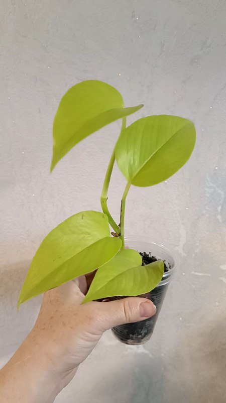 Сциндапсус Неон, Антуриум красный, Монстера Манки, Пилея Кадье, Сингониум Батик