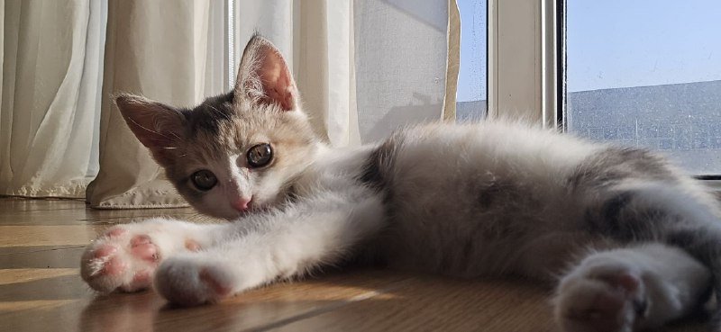 Котенок девочка 2 месяца в добрые руки