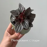 Комнатные растения, цветы 6