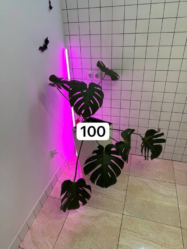 Компьютерные кресла, стол, стелажи, пуфики, тумбу, монстеру 8