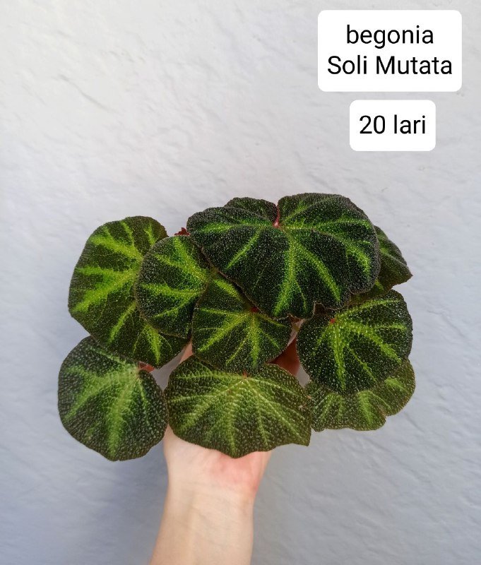 Бегонии, хойи