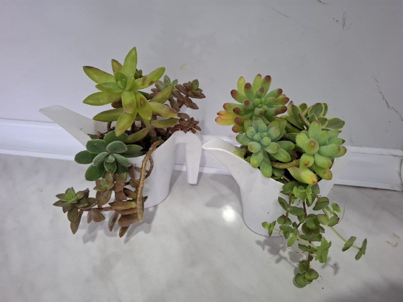 Строманты, монстеры, бегонии, суккуленты 4