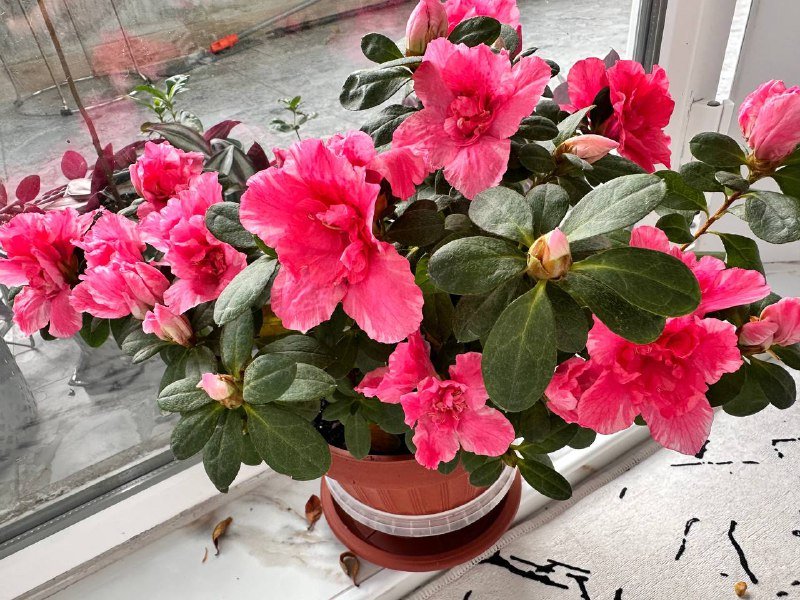 Комнатные растения: традесканция зебрина, кофе арабика, цитрусы, авокадо, цикламены, азалия розовая, мини-хризантемы 2