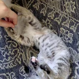 Котенок, девочка, 2 месяца 2