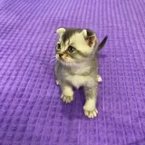 Шотландские котята 3