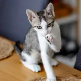 Котенок Ася 7