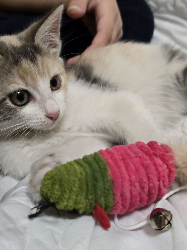 Котенок девочка 2 месяца в добрые руки 7