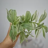 Oxalis, succulents, and houseplants 7