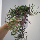 Комнатные растения 3