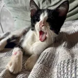 Котенок Онигири ищет добрую семью 2