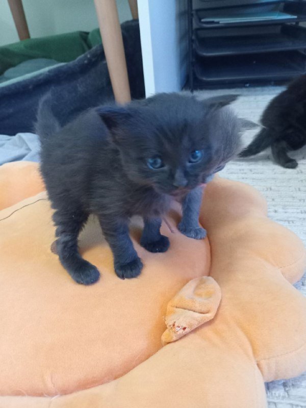 Котята 8