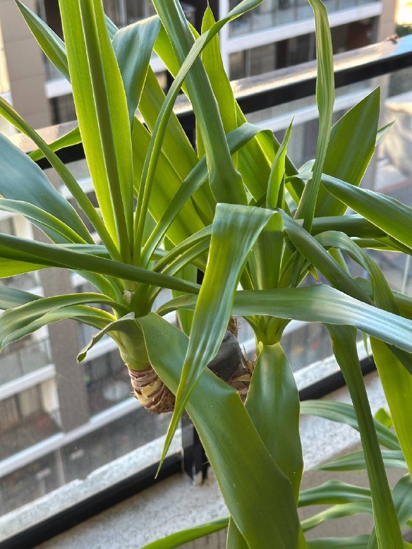 Диваны, столы, стулья, растение Юкка с горшком 3