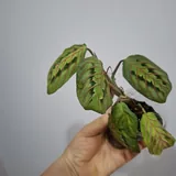Oxalis, succulents, and houseplants 8