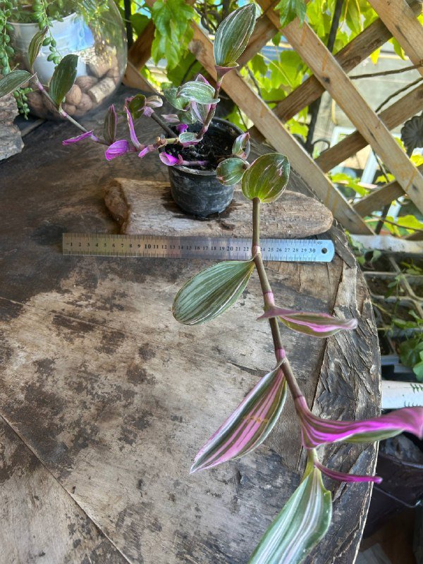 Базилик, Розмарин, традесканция 3