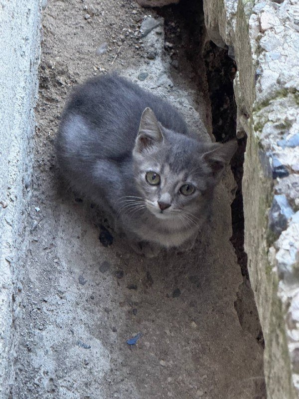 2 котенка девочки