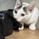 Кот Беляшик ищет дом 6