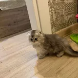 Котёнок Scottish Fold 1
