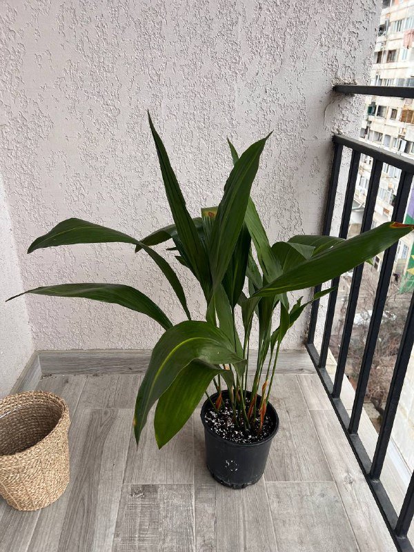 Аспидистра комнатное растение, Кашпо Jysk диаметр 24см 2