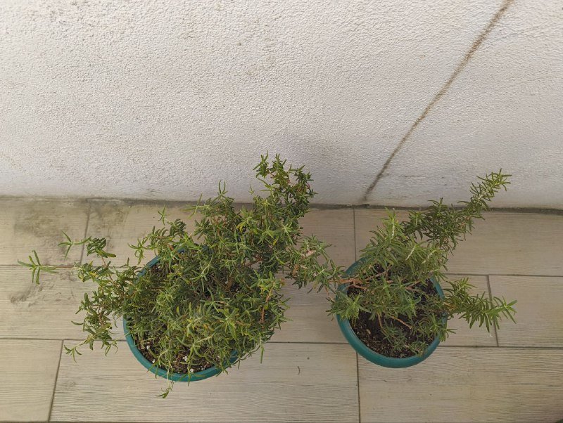 Два растения розмарина 2