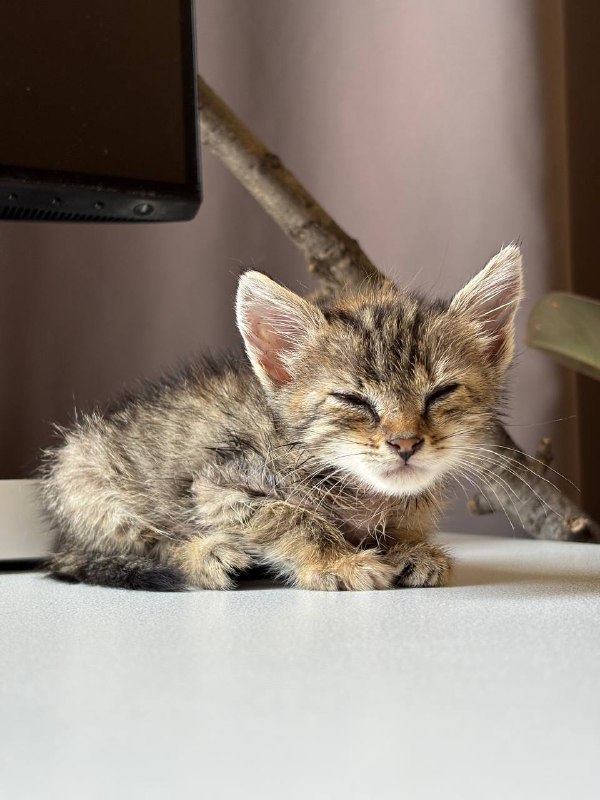Котенок девочка 5 недель ищет дом