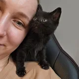 Котенок Малефисента 3