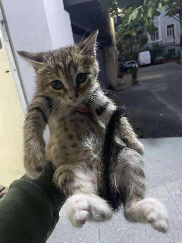 Котята мальчик и девочка 4