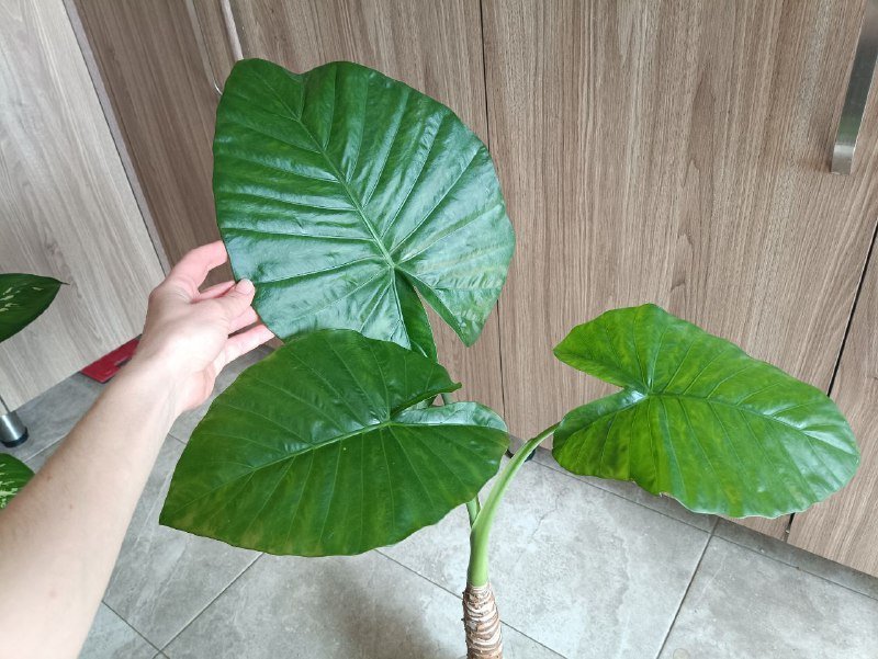 Неольстамира саркофилла, Алоказия, Пахира, Драцена розовая 3